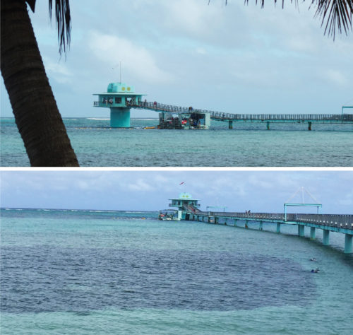 The dark areas in the foreground are underwater seagrass beds. Beautiful soft corals lay underwater near the observatory at the end of the pier. Photo Credit: Alex Fries