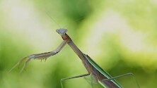 Lovely close up footage of a Chinese Mantis.
