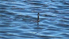 Footage of a cormorant swiming and fishing in dark water.