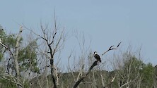 Osprey taking flight.
