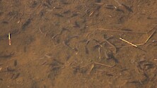 Several small Mummichogs swimming in shallow water