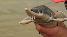 A miniature documentary on the sturgeon programs at the University of Maryland Center of Environmental Science Horn Point Lab.