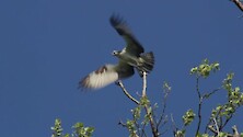 Osprey taking off a branch.