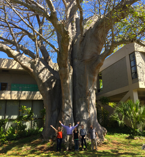 The large baobab tree on the University of Hawaii campus. Photo credit:Â Simon Costanzo