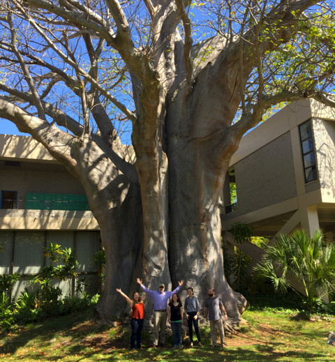 The large baobab tree on the University of Hawaii campus. Photo credit: Simon Costanzo