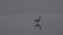 Great Blue Heron hunting in shallow water.
