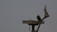 Bald eagle on a nest stand in Blackwater park.