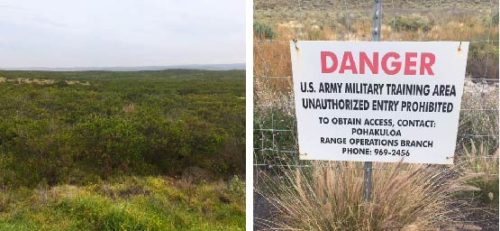 Left: A'ali'i (Dodonaea eriocarpa), a plant commonly used in restoration processes. Right: the fence outside of the U.S. Department of Defense's Pokahuloa Training Area. Photo credit: Bill Dennison