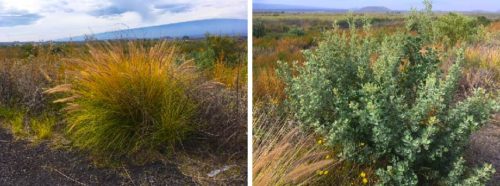 Left: Fountaingrass, a beautiful, but invasive species. Right: Aweoweo, a native shrub with a fishy odor. Photo credit: Bill Dennison