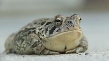 Short clip of American toad and beetle