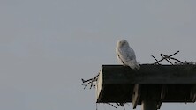 Snowly owl sat ontop of a platform nest in Blackwater park.