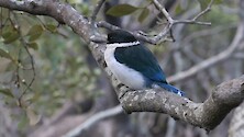 Found throughout mainland Australia, the Sacred Kingfisher (Todiramphus sanctus) actually rarely eats fish, preferring crustaceans, insects, and other small invertebrates.