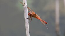 A beautiful red skimmer takes off and lands from a marsh grass.