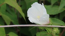 Close up on a Whiter marsh hibiscus 
