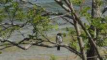 Kingbird over water with waves. 