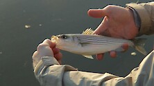 Dylan catches and releases a juvinile stripped bass back into Chesapeake waters.