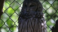 Injured Barred owl recovering in captivity. 