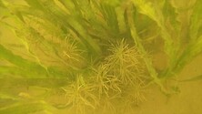 Underwater footage of Wild Celery 