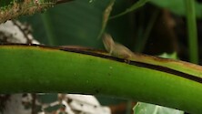 A couple clips of various anoles. 