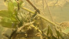 underwater footage of Epiphytes on Ludwigia polycarpa (False Loosestrife).