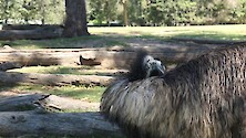 Emu.