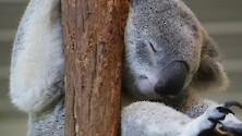 This koala was taking a lovely nap, jealous. 