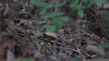 Little rattlesnake making its way through some forest underbrush. 