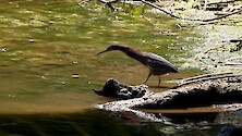 Green heron undera. marshy dock succesfully hunting a small fish in shallow water. Can see it's neck fully extend! 