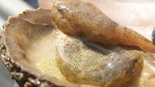 two Gobiesox strumosus (skilletfish) watch over eggs in oyster shell