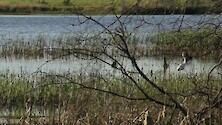 Great egret taking flight over a calm marsh. 
