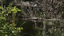 Alligator on a log over glass smooth water. 