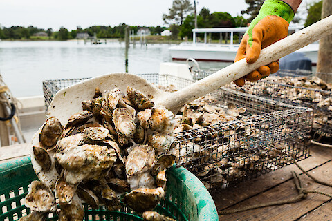 A person shovels oysters into a basket as part of an aquaculture operation; Chesapeake Bay can be seen in the background.