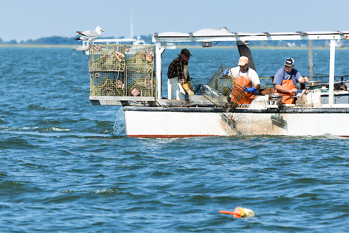 Three watermen stand on a boat, pulling cages out of the water.