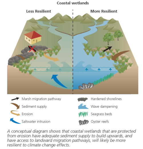 Resilience concepts for Chesapeake Bay wetlands. Image credit: IAN