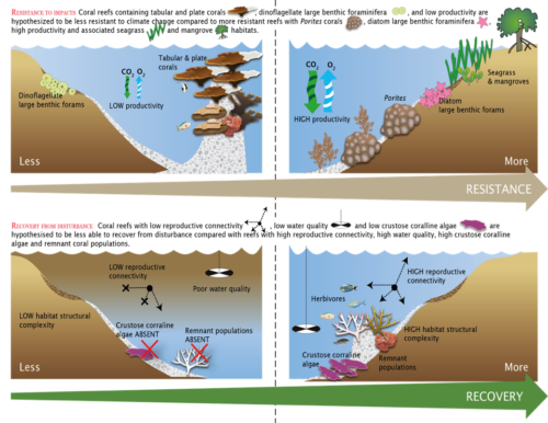 Resistance and recovery concepts in reef ecosystems. Image credit: IAN