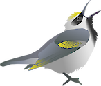Vector illustration of a golden-winged warbler (Vermivora chrysoptera) singing.