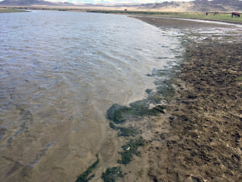 The Tuul River downstream of Ulaanbaatar shows signs of eutrophication. Photo credit Bill Dennison