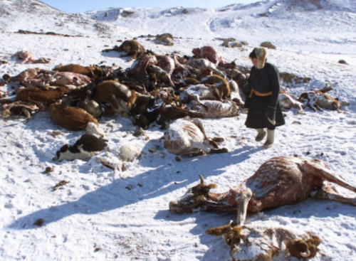 A herd of livestock dead from exposure. Image credit here
