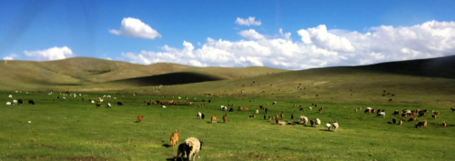 A herd of animals graze on the Mongolian steppe. Image credit Bill Dennison