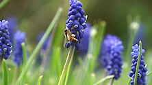 European honey bee (Apis mellifera) feeding on grape hyacinth (Muscari)