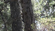 Woodpecker (Dryobates spp.) in conifer forest