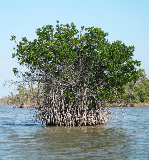 A group of Red Mangroves.