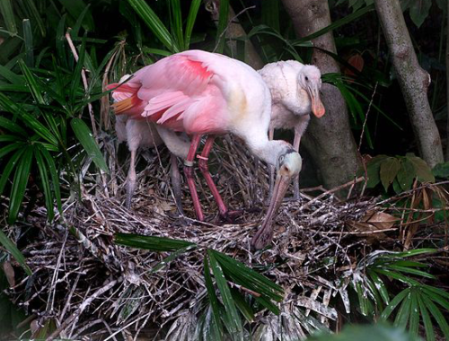Rosetta spoonbills are denizens of the Everglades. Here is a mother and her half-grown chick.