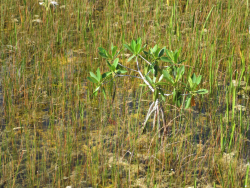 Young red mangrove growing in marl prairie. Image credit Bill Nuttle