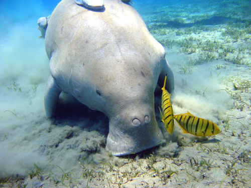 The unusual looking Dugong is another Darwin Harbour native. Image credit here