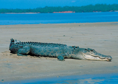 The Saltwater Crocodile is a native of Darwin Harbour. Image credit here