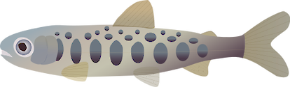 Side-view illustration of a juvenille Chinook salmon.