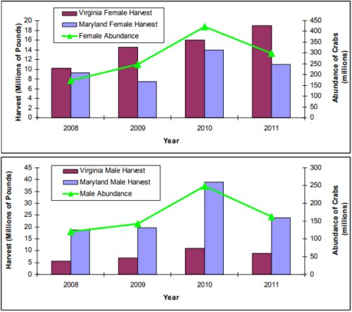 Two stacked graphs illustrating male and female blue crab harvest and abundance in Virginia waters from 2008-2011.<sup>2</sup>