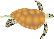 Illustration of Chelonia mydas (Green Sea Turtle) adult