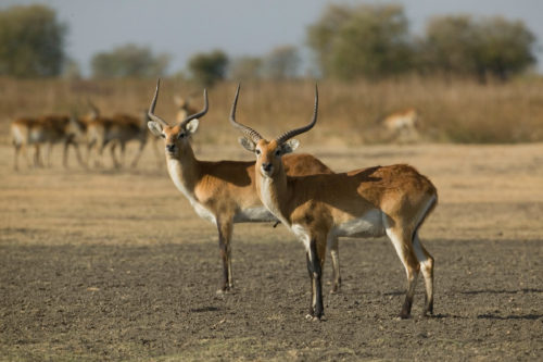 Kafue Lechwe (Kobus leche kafuensis), two males, Lochinvar National Park, Zambia. created by Martin Harvey, Cleared for global use